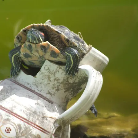 Parco vacanze Riva Dei Greci Village *