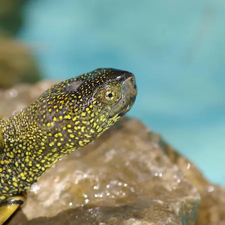 Riva Dei Greci Village Metaponto